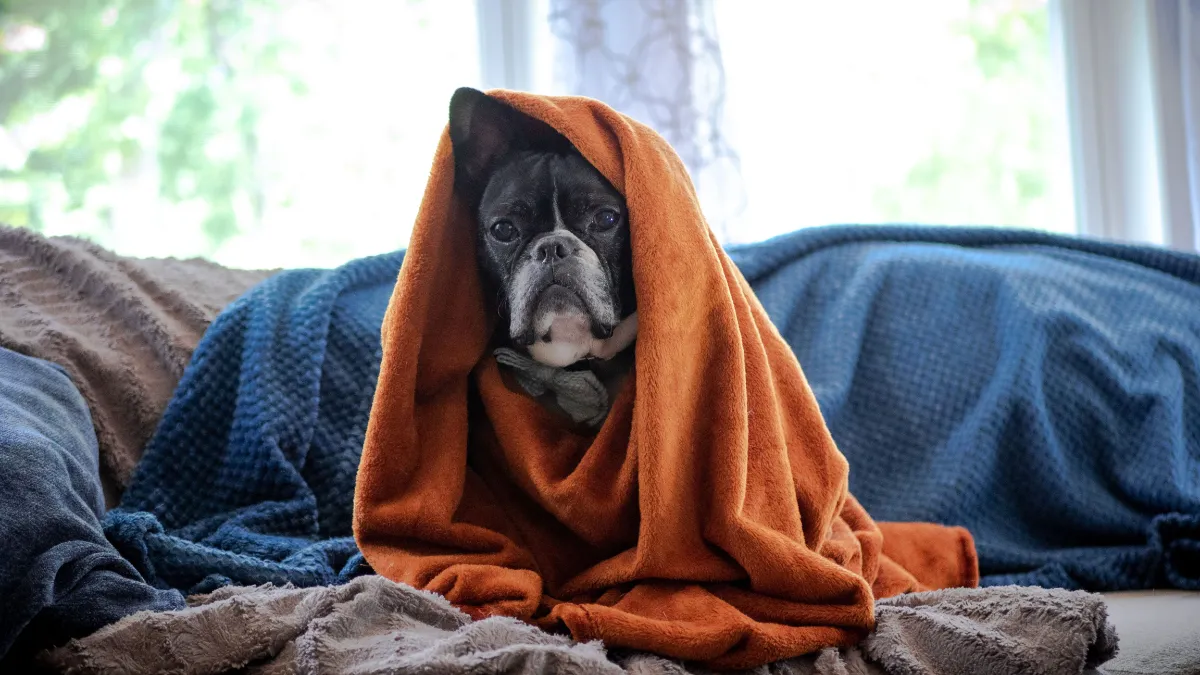 Anxious dog during thunderstorm vs calm dog after CBD for fireworks and thunderstorm anxiety