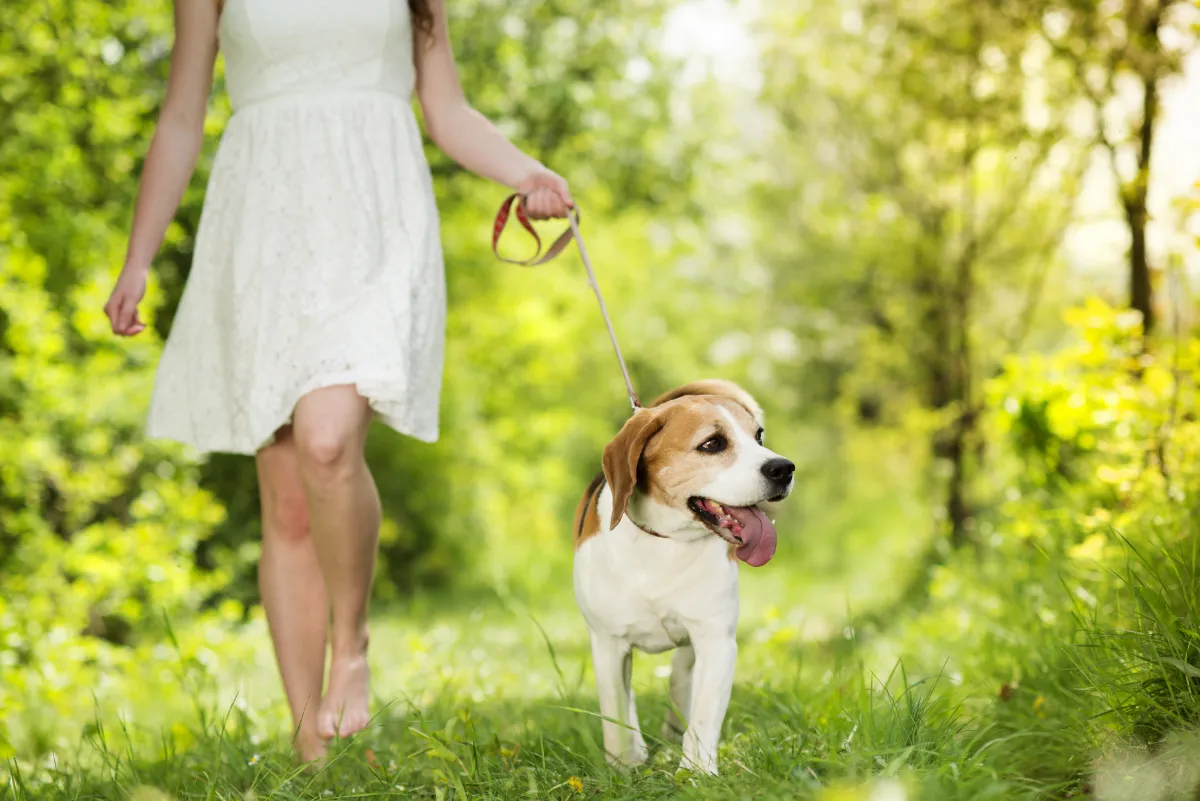 Happy relaxed dog resting calmly with owner – natural relief from dog anxiety using CBD oil