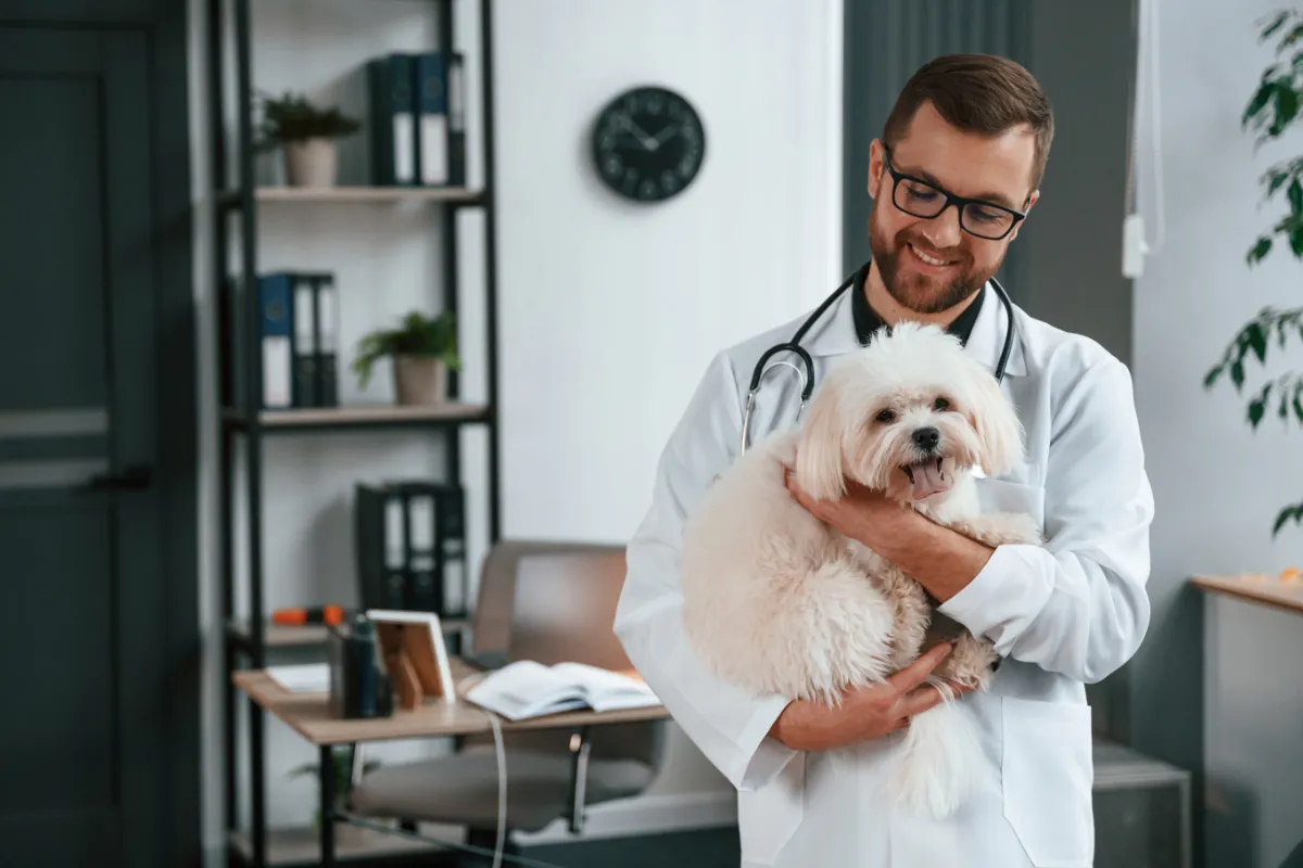 Dog owner talking with veterinarian about safe CBD use for dog separation anxiety