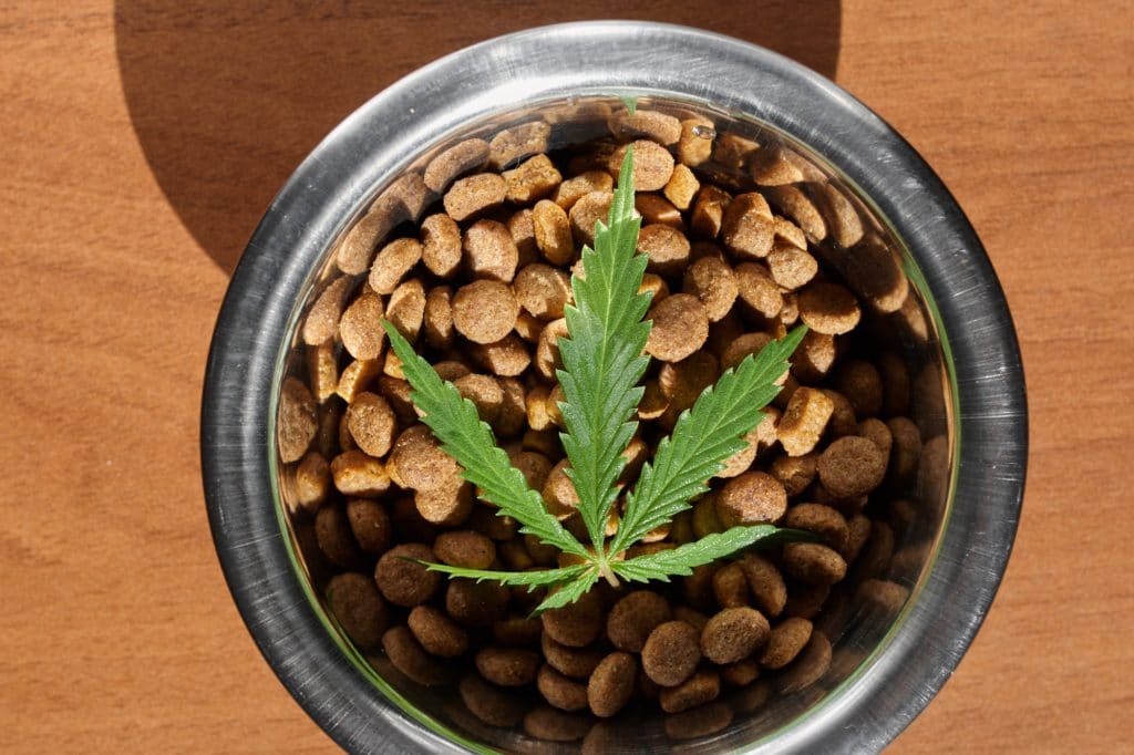 CBD dosage for dogs