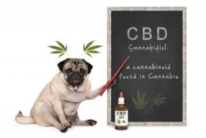 CBD oil for dogs with seizures