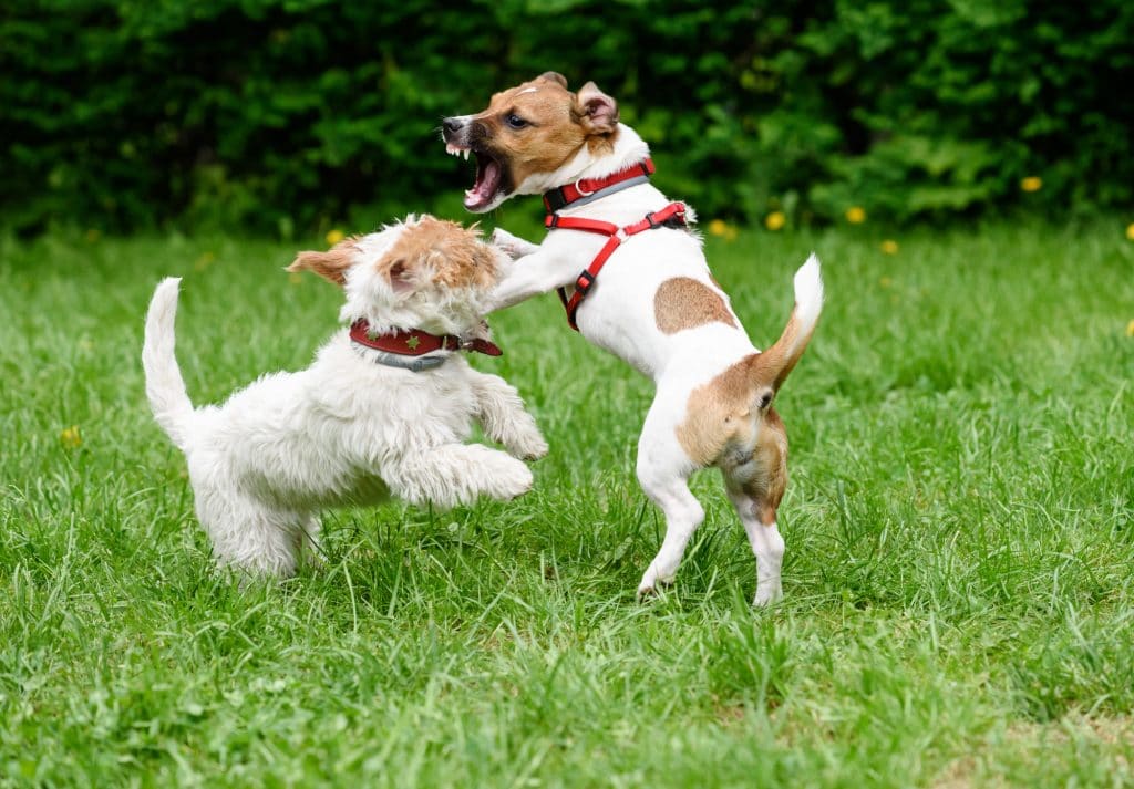 10 Tips on How to Train Aggressive Dogs