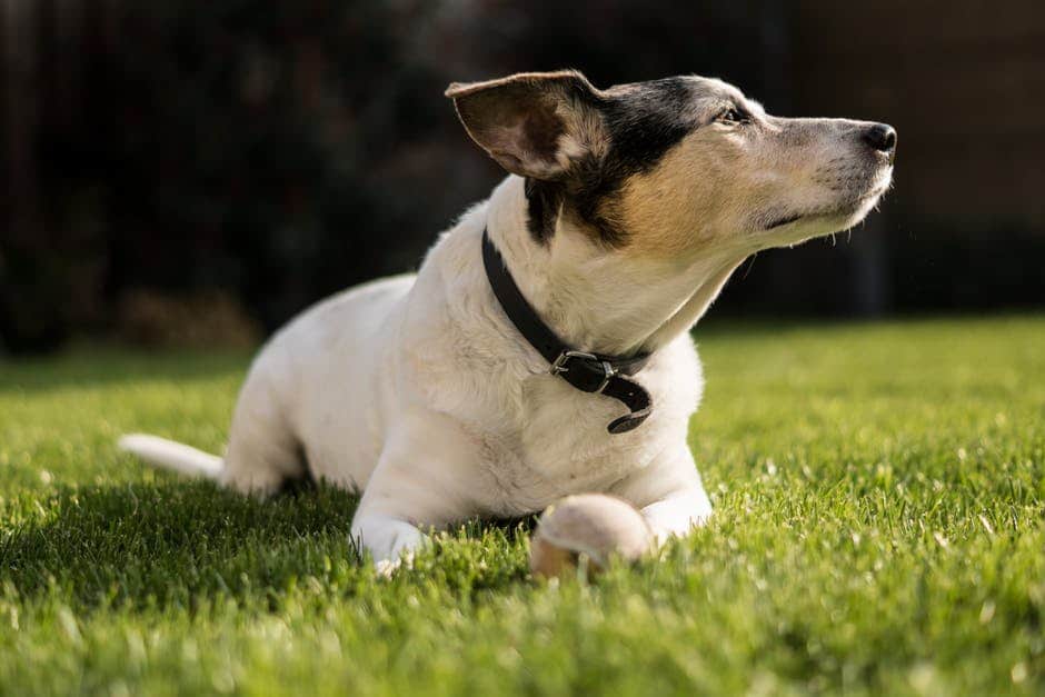 benefits of cbd oil for dogs