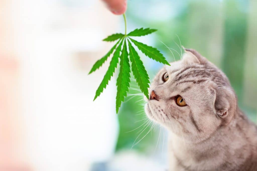 cats and cbd oil