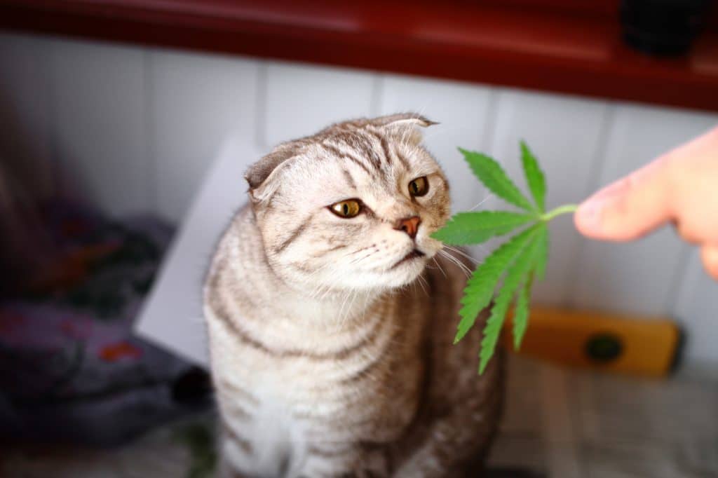 cbd oil for cats