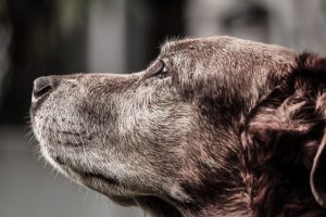 signs of arthritis in dogs