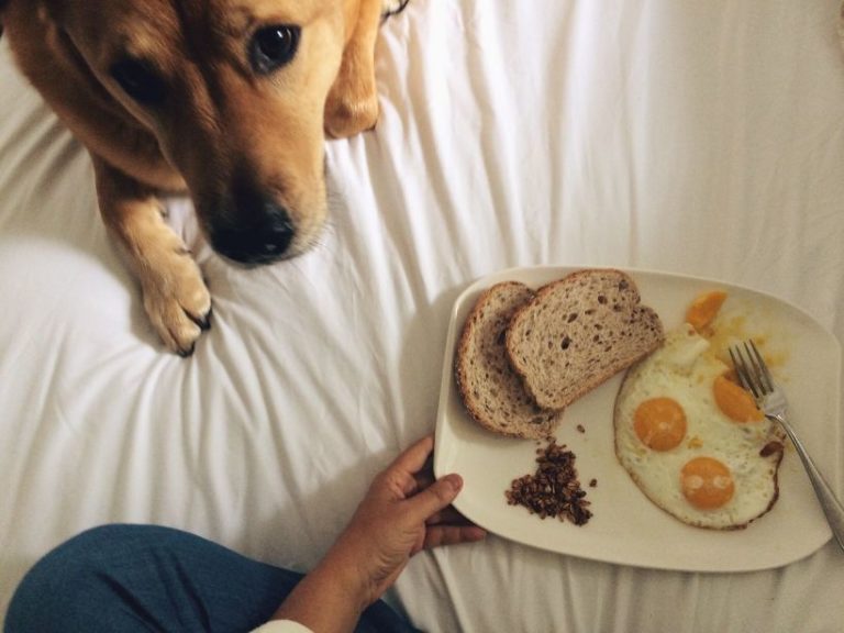 Tips for Getting Your Dog to Take Its Medicine