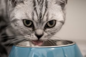 How to Get Your Cat to Eat
