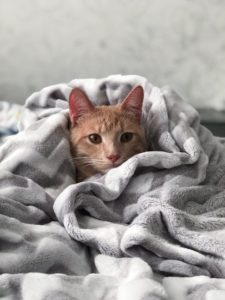 IBD in Cats