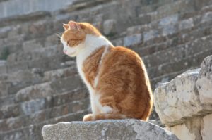 cat stories