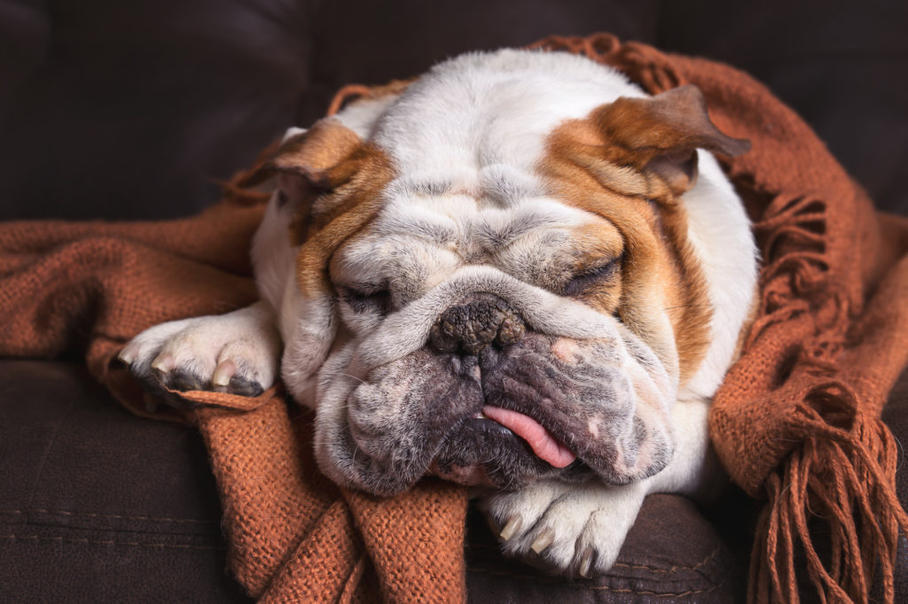 safe sedatives for dogs