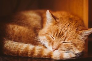 Can Cats Get High From CBD Oil?