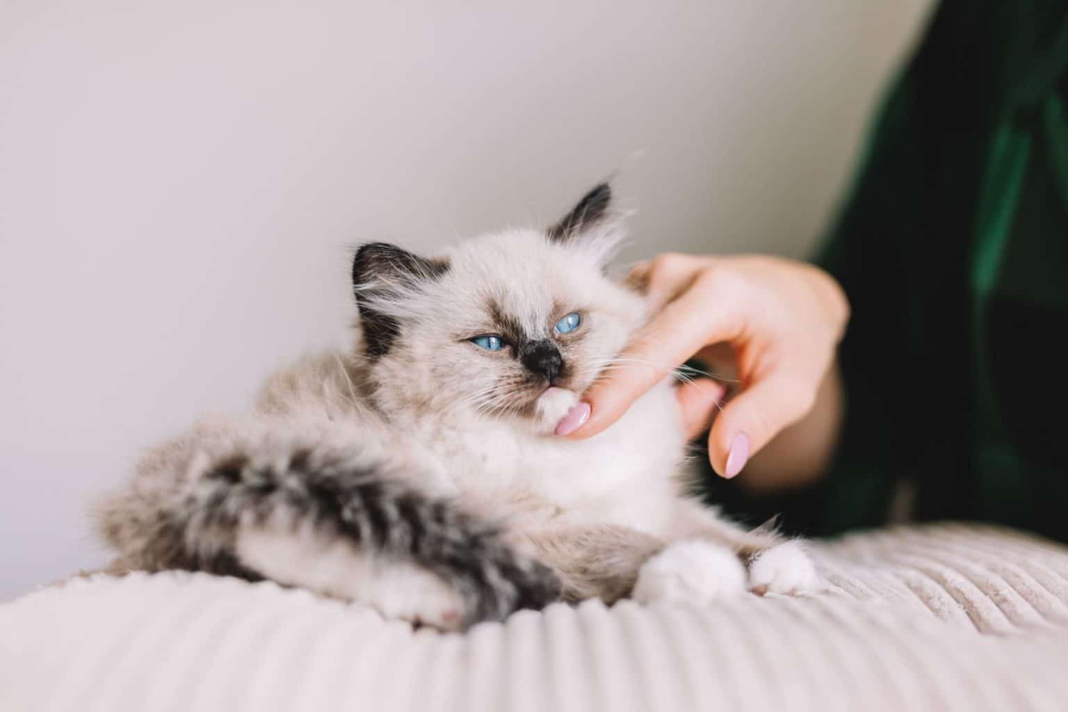 Can Cats Get High From CBD Oil?
