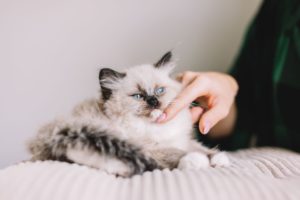 Can Cats Get High From CBD Oil?